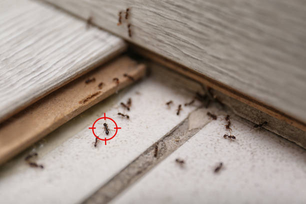 Best Pest Removal Services  in Goodland, IN